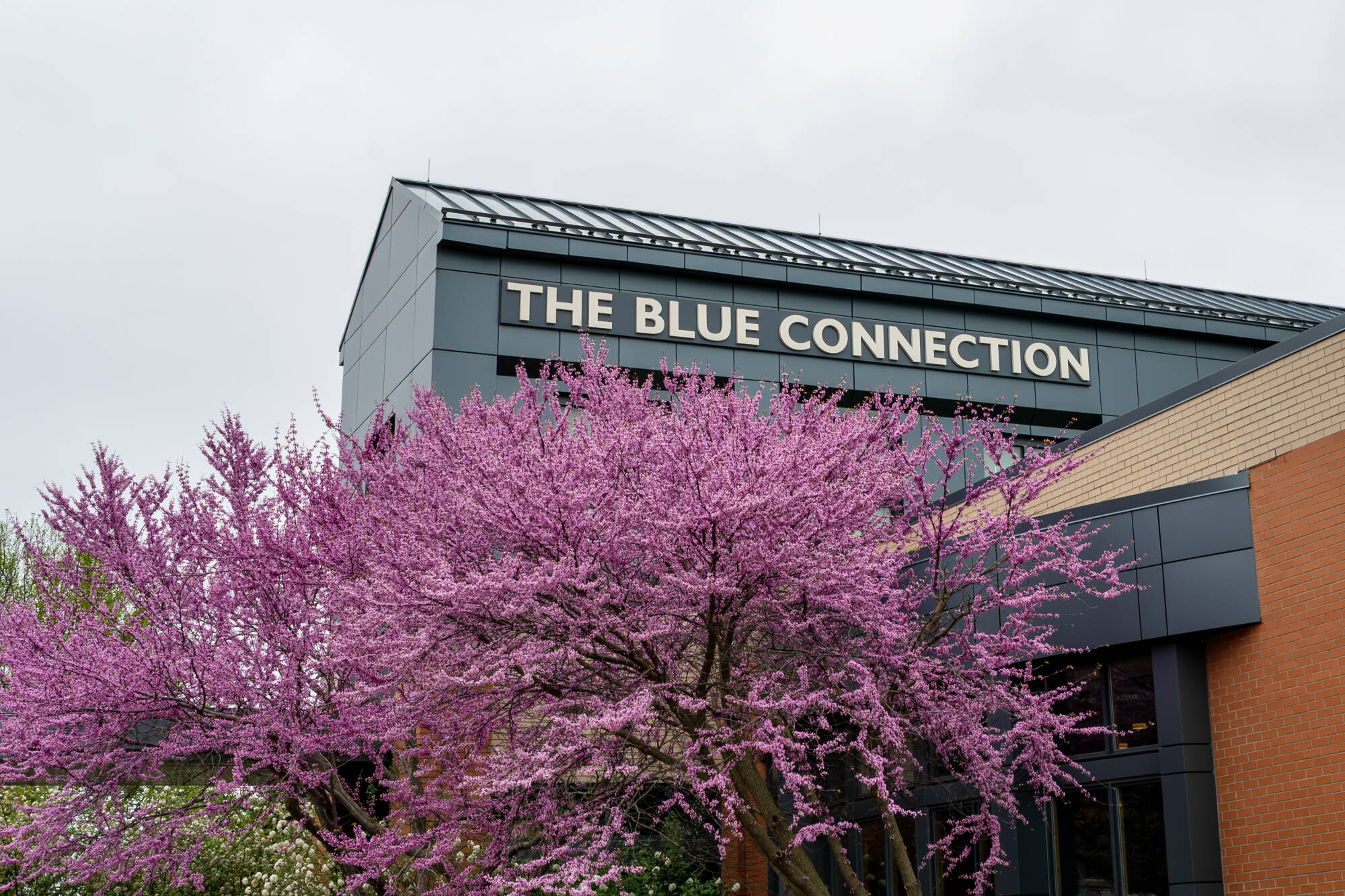 The Blue Connection, location of SAR's office in Allendale, MI